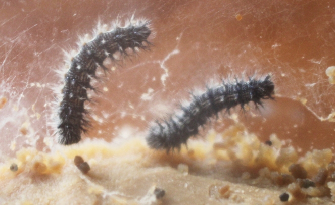 furry caterpillars eating and growing live butterfly kit